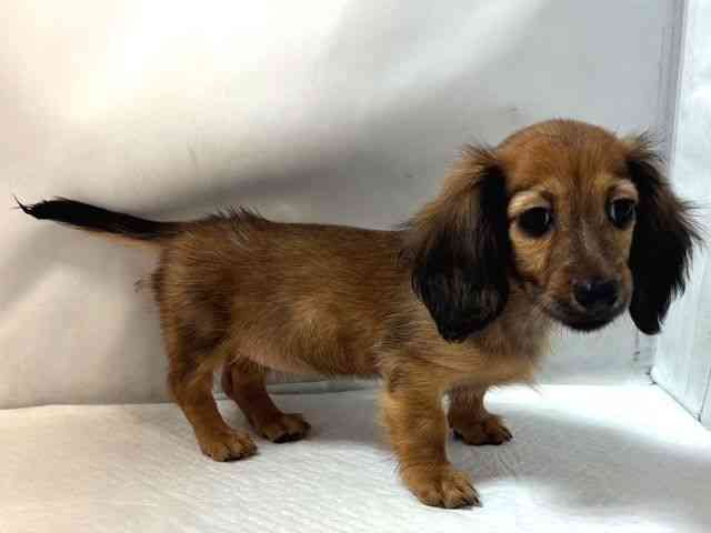 大阪府のミニチュアダックスフンド(ロング) (ひごペットフレンドリー堺プラットプラット店/2025年12月28日生まれ/女の子/レッド)の子犬の2枚目の画像