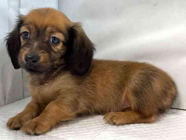 大阪府のミニチュアダックスフンド(ロング) (ひごペットフレンドリー堺プラットプラット店/2025年12月28日生まれ/女の子/レッド)の子犬の2枚目の画像