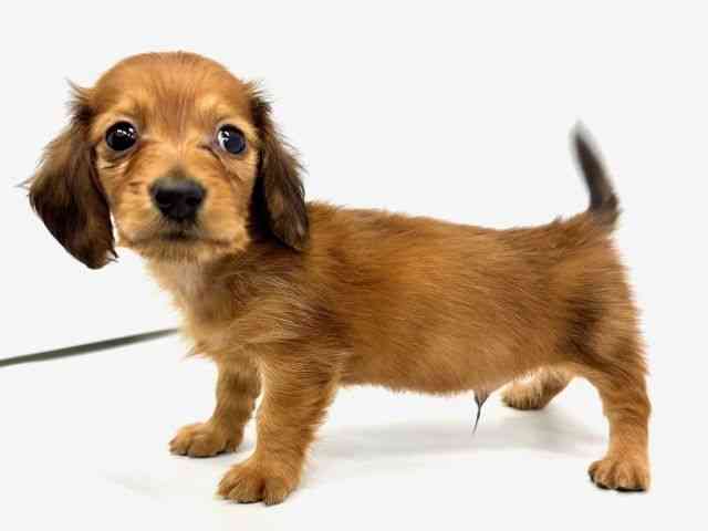 大阪府のミニチュアダックスフンド(ロング) (ひごペットフレンドリーイオンタウン茨木太田店/2025年12月28日生まれ/男の子/レッド)の子犬の2枚目の画像