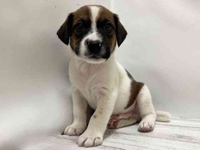 和歌山県のジャックラッセルテリア (ひごペットフレンドリーパームシティ和歌山店/2025年12月28日生まれ/男の子/ホワイトタン)の子犬の2枚目の画像