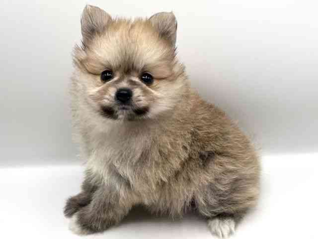 京都府のポメラニアン (ひごペットフレンドリーイオンモール高の原店/2025年12月27日生まれ/男の子/オレンジ)の子犬の2枚目の画像