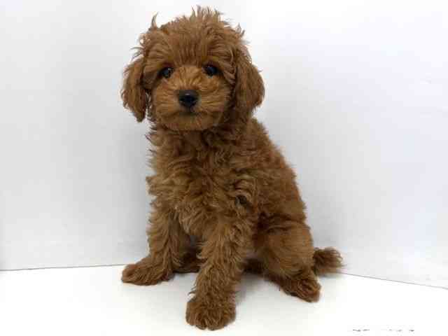 大阪府のトイプードル(トイ) (ひごペットフレンドリーベルファⅡ都島店/2025年12月28日生まれ/男の子/レッド)の子犬の2枚目の画像