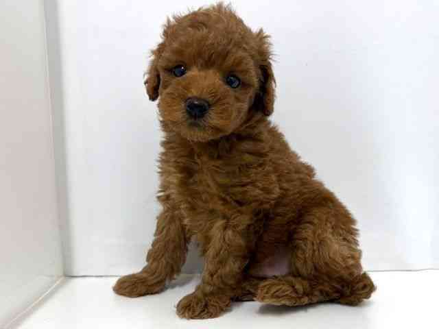 大阪府のトイプードル(トイ) (ひごペットフレンドリーベルファⅡ都島店/2025年12月28日生まれ/男の子/レッド)の子犬の2枚目の画像