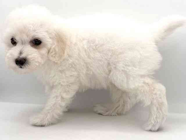 大阪府のトイプードル(トイ) (ひごペットフレンドリーイオンそよら海老江店/2025年12月28日生まれ/女の子/ホワイト)の子犬の2枚目の画像