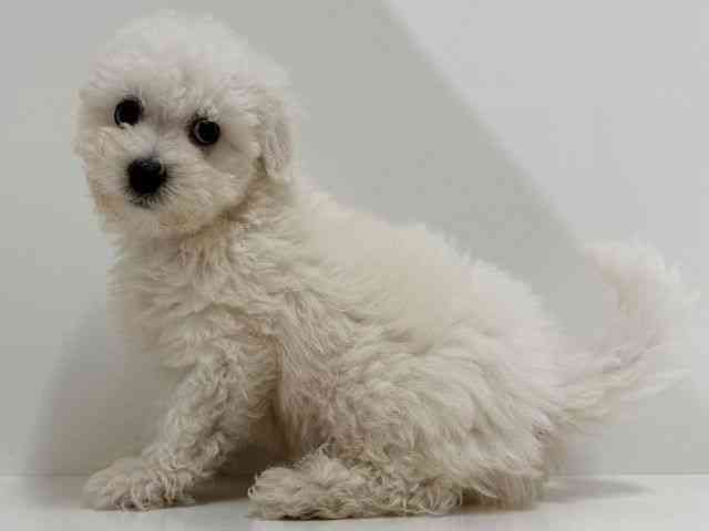 奈良県のボロニーズ (ひごペットフレンドリーイオンモール橿原ウエスト・ビレッジ店/2025年12月27日生まれ/男の子/ホワイト)の子犬の2枚目の画像