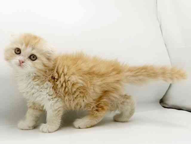 兵庫県のスコティッシュフォールド (ひごペットフレンドリーコロワ甲子園店/2025年12月21日生まれ/女の子/クリームタビー)の子猫の2枚目の画像