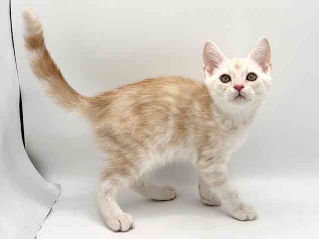 大阪府のアメリカンショートヘアー (ひごペットフレンドリーみのおキューズモール店/2025年12月27日生まれ/男の子/クリームタビー)の子猫の2枚目の画像