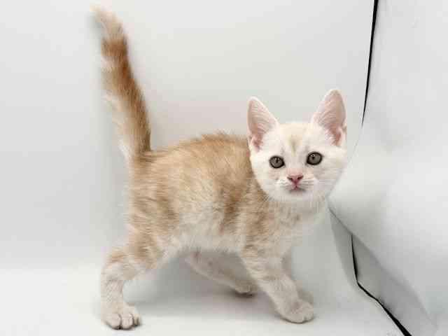 大阪府のアメリカンショートヘアー (ひごペットフレンドリーみのおキューズモール店/2025年12月27日生まれ/男の子/クリームタビー)の子猫の2枚目の画像