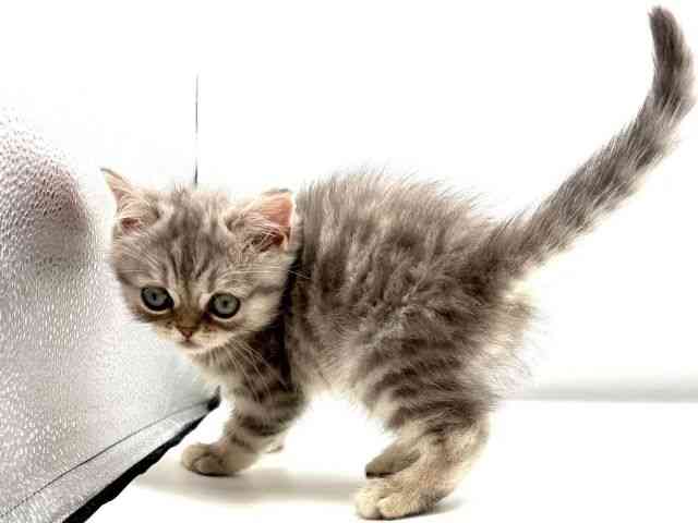 愛知県のスコティッシュフォールド (ひごペットフレンドリーヴィアモール アピタ江南西店/2025年12月24日生まれ/男の子/ブルーシルバータビー)の子猫の2枚目の画像