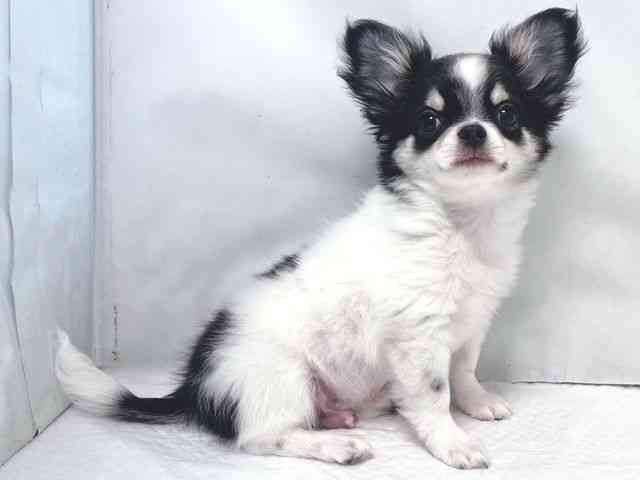 大阪府のチワワ(ロング) (ひごペットフレンドリー堺プラットプラット店/2025年12月28日生まれ/男の子/ブラックタンホワイト)の子犬の2枚目の画像