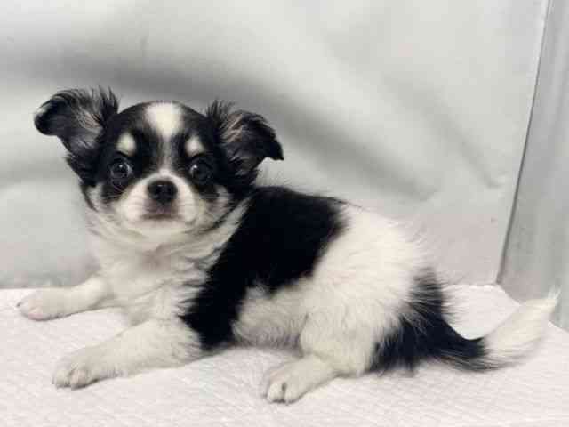 大阪府のチワワ(ロング) (ひごペットフレンドリー堺プラットプラット店/2025年12月28日生まれ/男の子/ブラックタンホワイト)の子犬の2枚目の画像