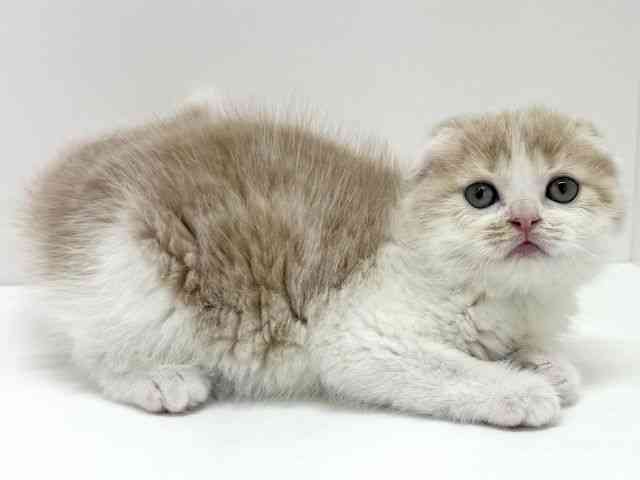 大阪府のスコティッシュフォールド (ひごペットフレンドリーくずはモール店/2025年12月29日生まれ/男の子/クリームタビーホワイト)の子猫の2枚目の画像