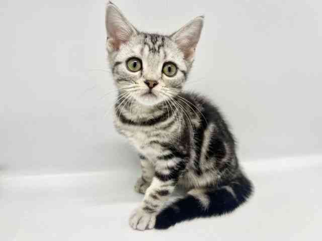 大阪府のアメリカンショートヘアー (ひごペットフレンドリーイオンタウン豊中庄内店/2025年12月28日生まれ/女の子/シルバータビー)の子猫の2枚目の画像