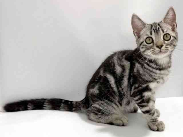 大阪府のアメリカンショートヘアー (ひごペットフレンドリーイズミヤショッピングセンター千里丘店/2025年12月27日生まれ/男の子/シルバータビー)の子猫の2枚目の画像