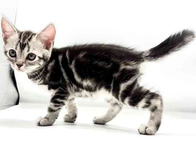 愛知県のアメリカンショートヘアー (ひごペットフレンドリーヴィアモール アピタ江南西店/2025年12月27日生まれ/男の子/シルバータビー)の子猫の2枚目の画像