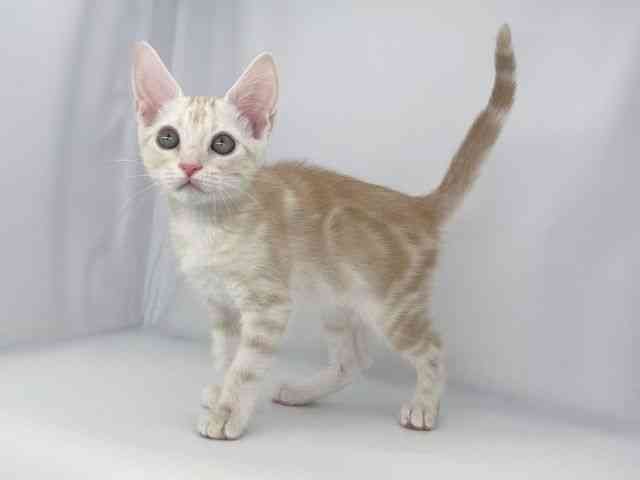 兵庫県のアメリカンショートヘアー (ひごペットフレンドリーイオンタウン加古川店/2025年12月27日生まれ/男の子/レッドタビー)の子猫の2枚目の画像