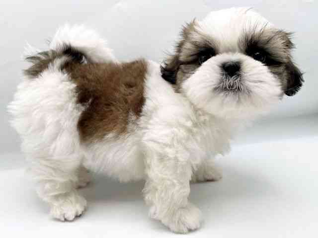 奈良県のシーズー (ひごペットフレンドリートナリエ大和高田店/2025年12月29日生まれ/男の子/ホワイトゴールド)の子犬の2枚目の画像