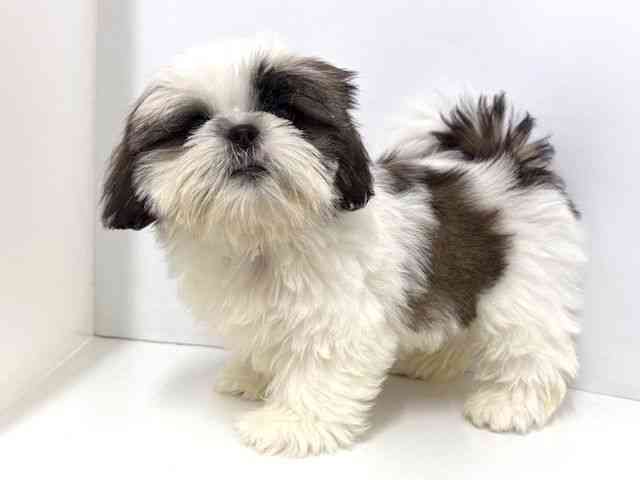 大阪府のシーズー (ひごペットフレンドリーベルファⅡ都島店/2025年12月29日生まれ/男の子/ホワイトゴールド)の子犬の2枚目の画像