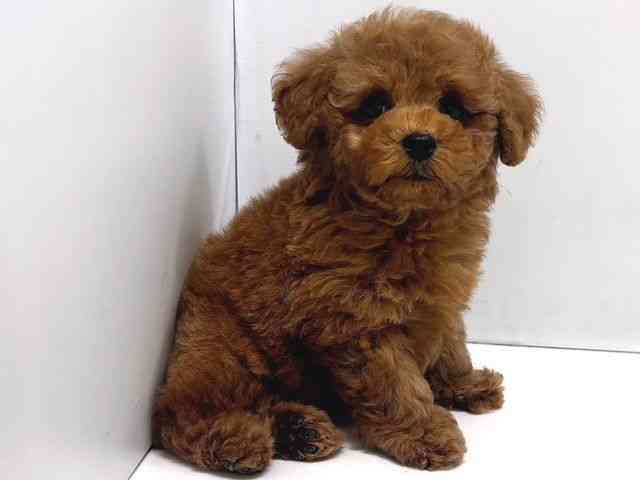 奈良県のトイプードル(トイ) (ひごペットフレンドリー奈良パワーシティ店/2025年12月24日生まれ/男の子/レッドフォーン)の子犬の2枚目の画像