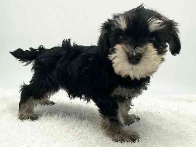 島根県のミニチュアシュナウザー (ひごペットフレンドリーイオンモール出雲店/2025年12月28日生まれ/男の子/ブラックシルバー)の子犬の2枚目の画像