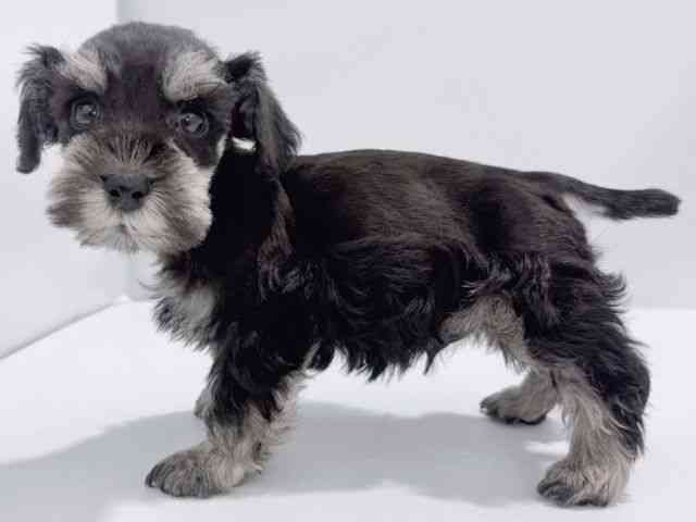 大阪府のミニチュアシュナウザー (ひごペットフレンドリーイズミヤショッピングセンター千里丘店/2025年12月28日生まれ/男の子/ブラックシルバー)の子犬の2枚目の画像