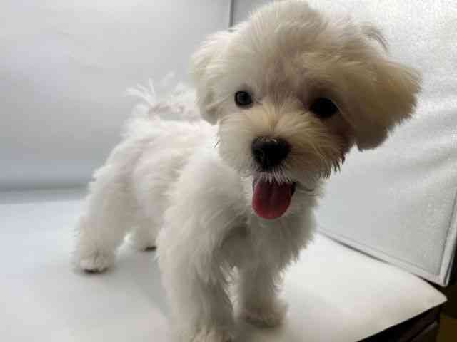香川県のマルチーズ (ひごペットフレンドリーゆめタウン高松店/2025年12月27日生まれ/男の子/ホワイト)の子犬の2枚目の画像