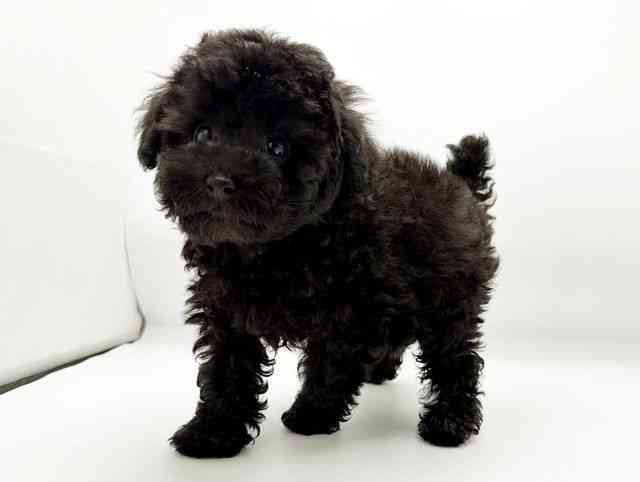 兵庫県のトイプードル(トイ) (ひごペットフレンドリーコロワ甲子園店/2025年12月29日生まれ/男の子/ブラック)の子犬の2枚目の画像