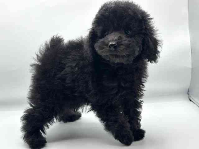 香川県のトイプードル(トイ) (ひごペットフレンドリーゆめタウン高松店/2025年12月29日生まれ/男の子/ブラック)の子犬の2枚目の画像