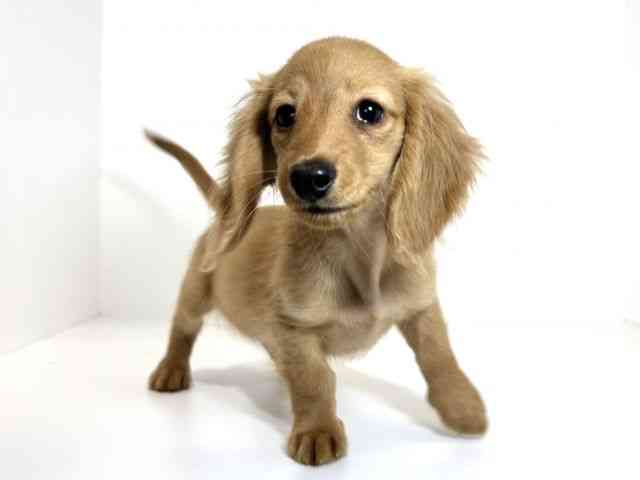 兵庫県のカニンヘンダックスフンド(ロング) (ひごペットフレンドリーイトーヨーカドー明石店/2025年12月28日生まれ/女の子/ゴールド)の子犬の2枚目の画像