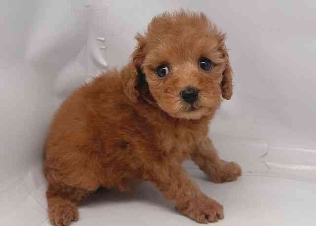 鳥取県のトイプードル(トイ) (ひごペットフレンドリーイオンモール鳥取北店/2025年12月26日生まれ/女の子/レッド)の子犬の2枚目の画像