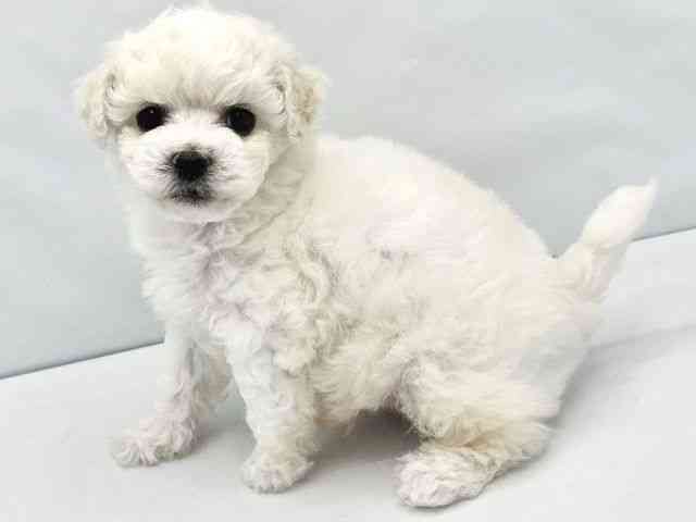 大阪府のビションフリーゼ (ひごペットフレンドリーイトーヨーカドー津久野店/2025年12月27日生まれ/男の子/ホワイト)の子犬の2枚目の画像