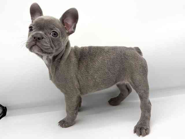 大阪府のフレンチブルドッグ (ひごペットフレンドリーららぽーとEXPOCITY店/2025年12月27日生まれ/女の子/ブルー)の子犬の2枚目の画像