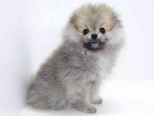 大阪府のポメラニアン (ひごペットフレンドリーいこらもーる泉佐野店/2025年12月29日生まれ/女の子/ウルフセーブル)の子犬の2枚目の画像