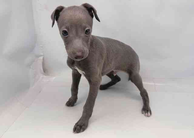 鳥取県のイタリアングレーハウンド (ひごペットフレンドリーイオンモール鳥取北店/2025年12月28日生まれ/男の子/ブルー)の子犬の2枚目の画像