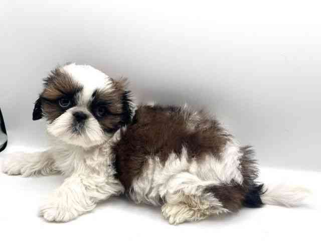 京都府のシーズー (ひごペットフレンドリーイオンモール高の原店/2025年12月29日生まれ/男の子/ホワイトゴールド)の子犬の2枚目の画像