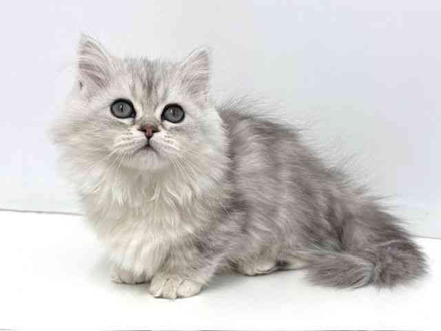 大阪府のマンチカン (ひごペットフレンドリーベルファⅡ都島店/2025年12月25日生まれ/女の子/シルバータビーホワイト)の子猫の2枚目の画像