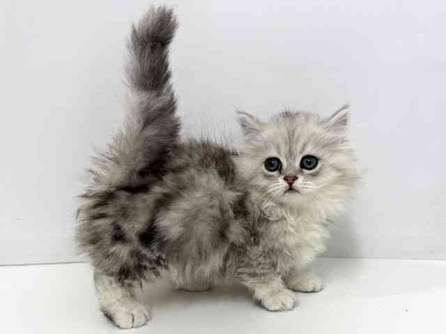 大阪府のマンチカン (ひごペットフレンドリーベルファⅡ都島店/2025年12月25日生まれ/女の子/シルバータビーホワイト)の子猫の2枚目の画像