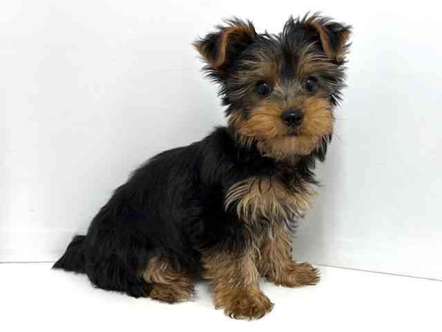 大阪府のヨークシャーテリア (ひごペットフレンドリーベルファⅡ都島店/2025年12月29日生まれ/男の子/スチールブルータン)の子犬の2枚目の画像