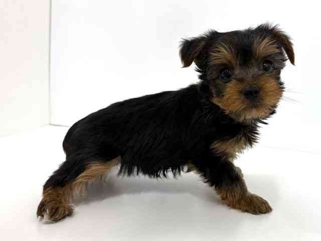 大阪府のヨークシャーテリア (ひごペットフレンドリーベルファⅡ都島店/2025年12月29日生まれ/男の子/スチールブルータン)の子犬の2枚目の画像