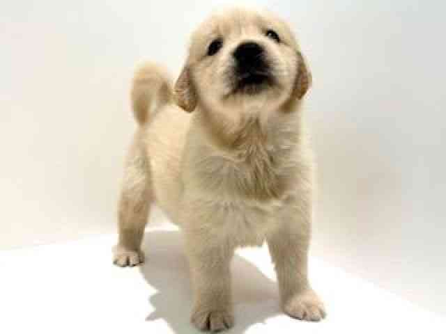 大阪府のゴールデンレトリバー (ひごペットフレンドリーイオン高槻店/2025年12月27日生まれ/女の子/ゴールデン)の子犬の2枚目の画像