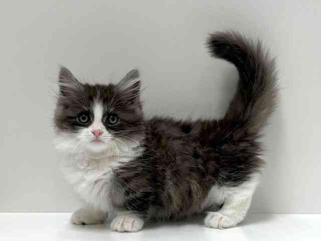 愛知県のミヌエット (ひごペットフレンドリーららぽーと名古屋みなとアクルス店/2025年12月30日生まれ/男の子/シルバータビーホワイト)の子猫の2枚目の画像