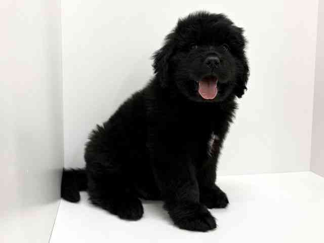 大阪府のニューファンドランド (ひごペットフレンドリーくずはモール店/2025年12月25日生まれ/男の子/ブラック)の子犬の2枚目の画像
