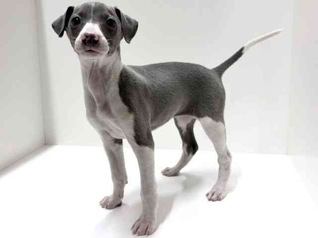 愛知県のイタリアングレーハウンド (ひごペットフレンドリーららぽーと名古屋みなとアクルス店/2025年12月28日生まれ/女の子/ブルーホワイト)の子犬の2枚目の画像