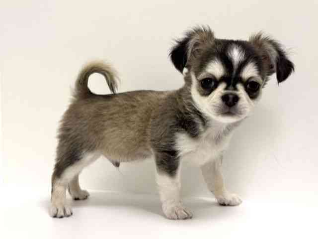 愛知県のチワワ(ロング) (ひごペットフレンドリーイトーヨーカドー知多店/2025年12月29日生まれ/男の子/ウルフホワイト)の子犬の2枚目の画像