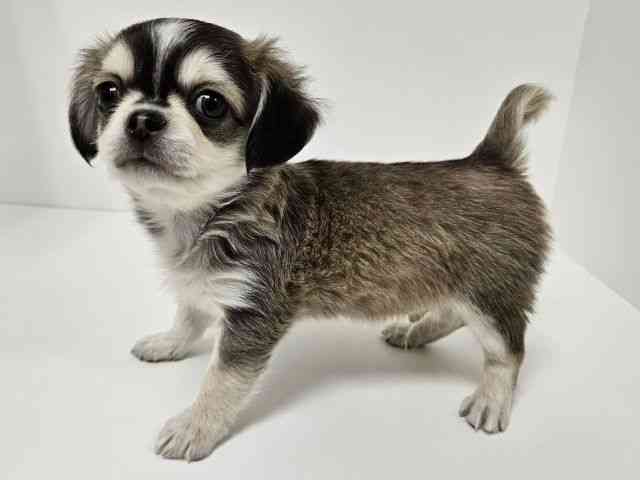 愛知県のチワワ(ロング) (ひごペットフレンドリーイトーヨーカドー知多店/2025年12月29日生まれ/男の子/ウルフホワイト)の子犬の2枚目の画像