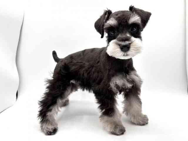 奈良県のミニチュアシュナウザー (ひごペットフレンドリー田原本店/2025年12月29日生まれ/男の子/ブラックシルバー)の子犬の2枚目の画像