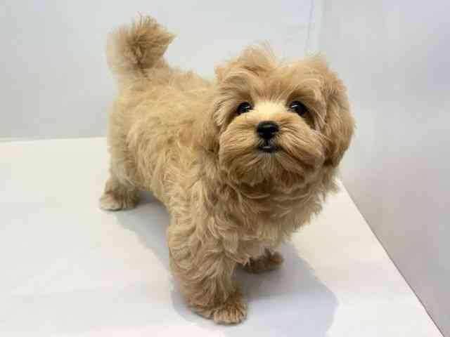 大阪府のマルプー(マルチーズ×プードル) (ひごペットフレンドリーセブンパーク天美店/2025年12月30日生まれ/女の子/クリーム)の子犬の2枚目の画像