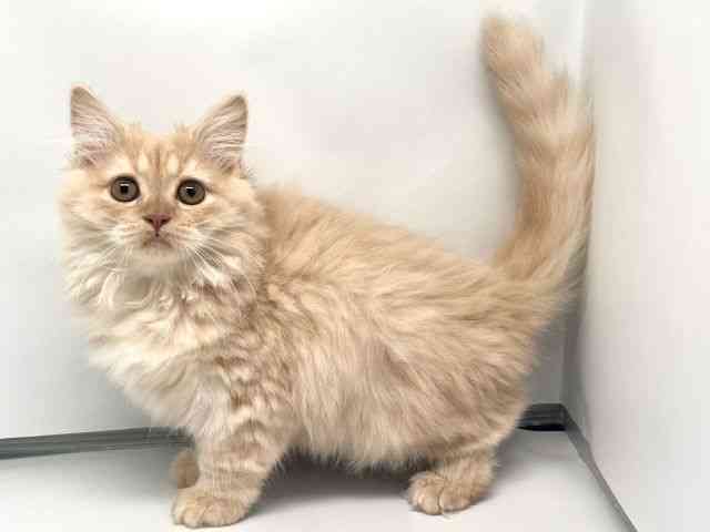 京都府のブリティッシュロングヘアー (ひごペットフレンドリー洛北阪急スクエア店/2025年12月26日生まれ/男の子/クリーム)の子猫の2枚目の画像