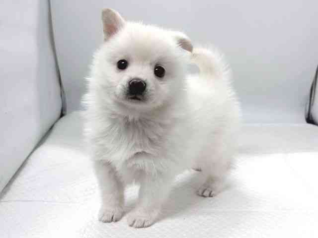 京都府のポメ柴/豆ポメ/ポメ豆柴(ポメラニアン×柴犬) (ひごペットフレンドリー京都店/2025年12月22日生まれ/男の子/白)の子犬の2枚目の画像
