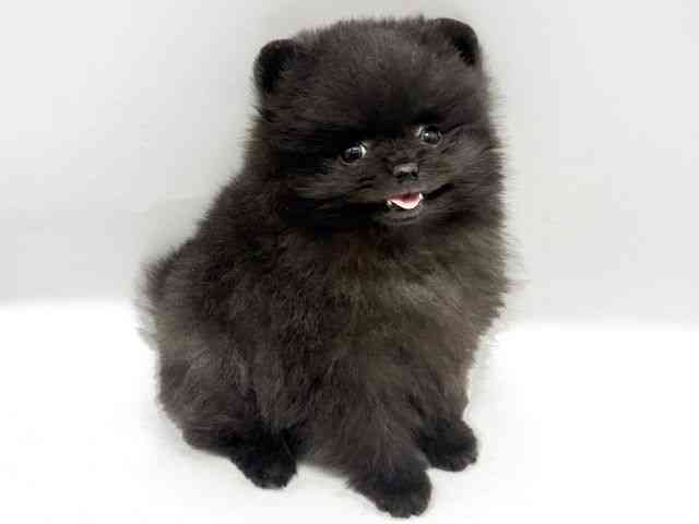 大阪府のポメラニアン (ひごペットフレンドリーイオンタウン豊中庄内店/2025年12月27日生まれ/男の子/ブラック)の子犬の2枚目の画像